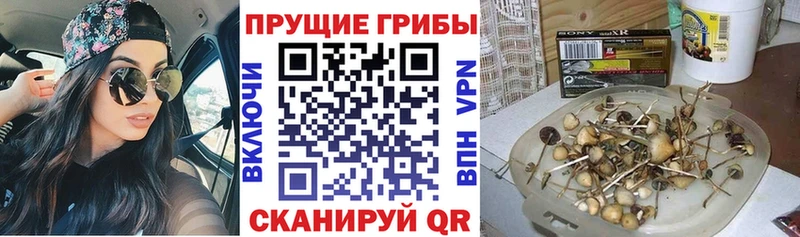 Галлюциногенные грибы Cubensis  ссылка на мегу как войти  Ессентукская  купить наркоту 